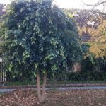 NESCA propiedades - Alquiler 24 Meses Casa en Parque Luro